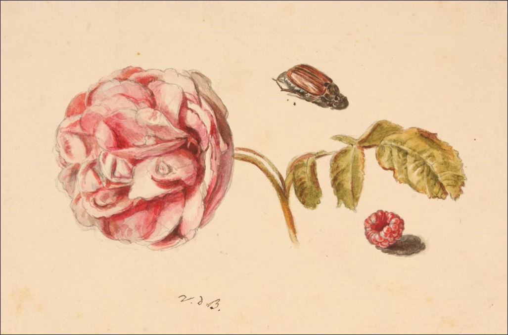 Victor de Bouillé, Pivoine, framboise et scarabée, avant 1867