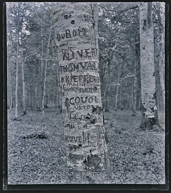 Georges Thiry, Tronc d’arbre gravé dans la forêt de Haye, 1906. Négatif gélatino-argentique sur plaque de verre, inv. 2019.0.1670