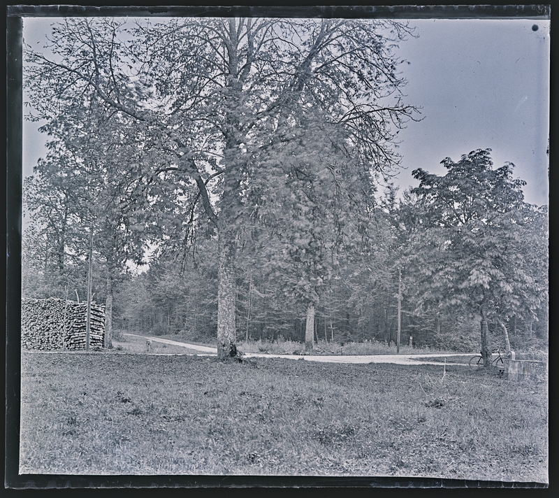 Georges Thiry, Dans la forêt de Haye aux environs de Nancy : le lieu-dit « les quatre marronniers », 1906. Négatif gélatino-argentique sur plaque de verre, inv. 2019.0.1656